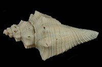 藏品(角香螺)的圖片